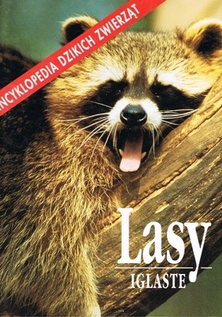 Lasy iglaste