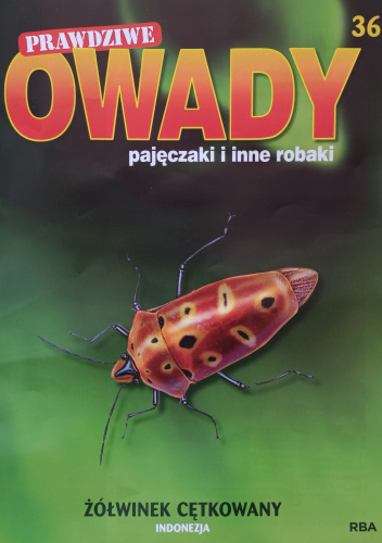 Żółwinek cętkowany