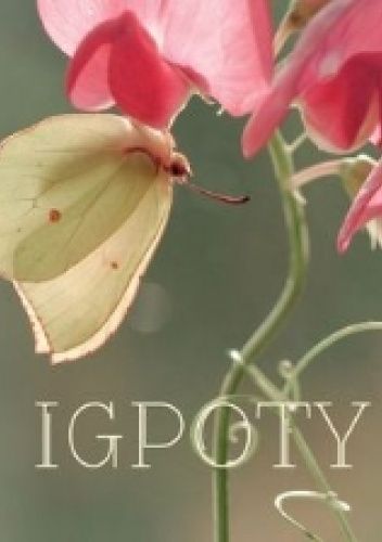 IGPOTY