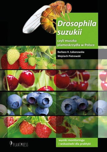 Drosophila suzukii, czyli muszka plamoskrzydła w Polsce