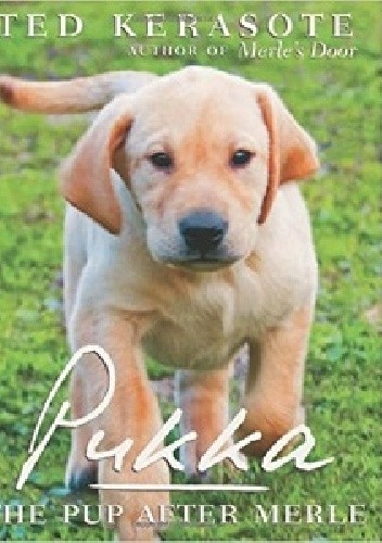 Pukka : The Pup After Merle