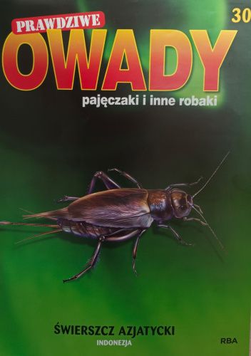 Świerszcz azjatycki