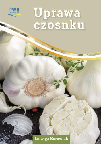 Uprawa czosnku