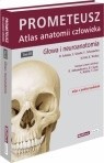 Głowa i neuroanatomia PROMETEUSZ Atlas Anatomii Człowieka