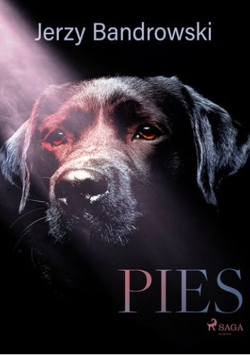 Pies