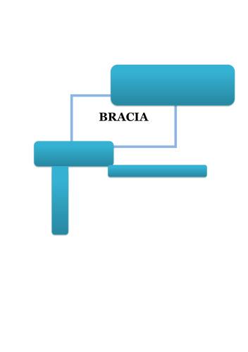 Bracia